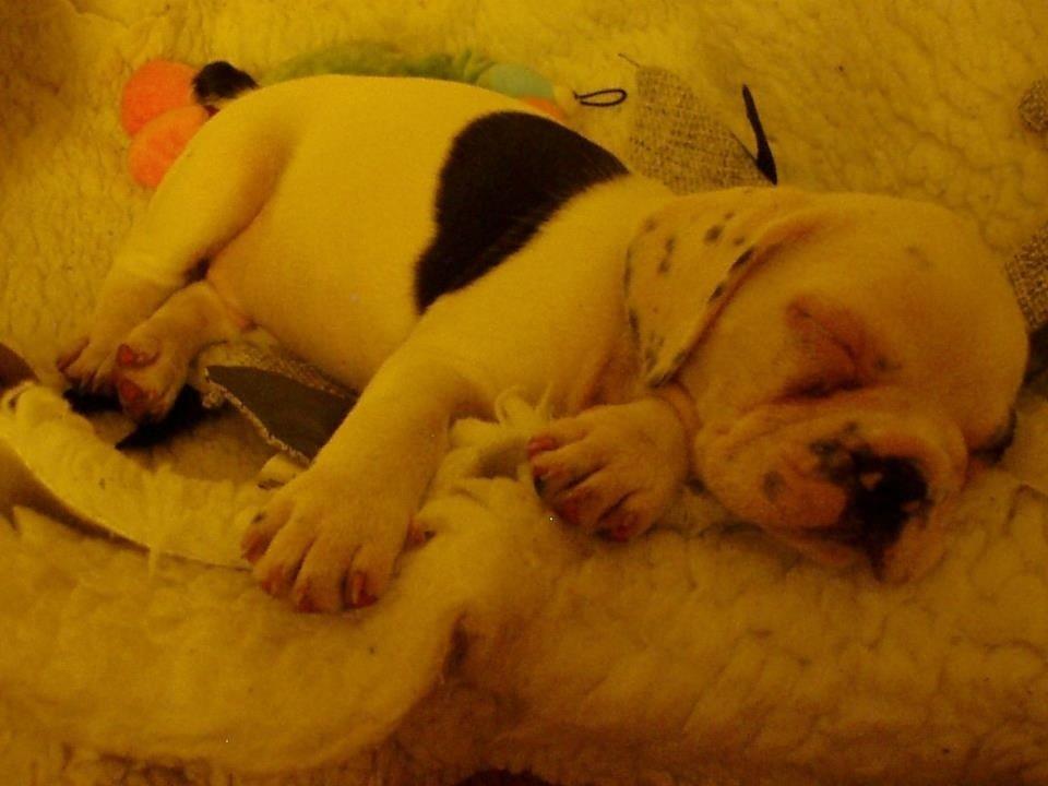 Fransk bulldog Hannibal billede 18