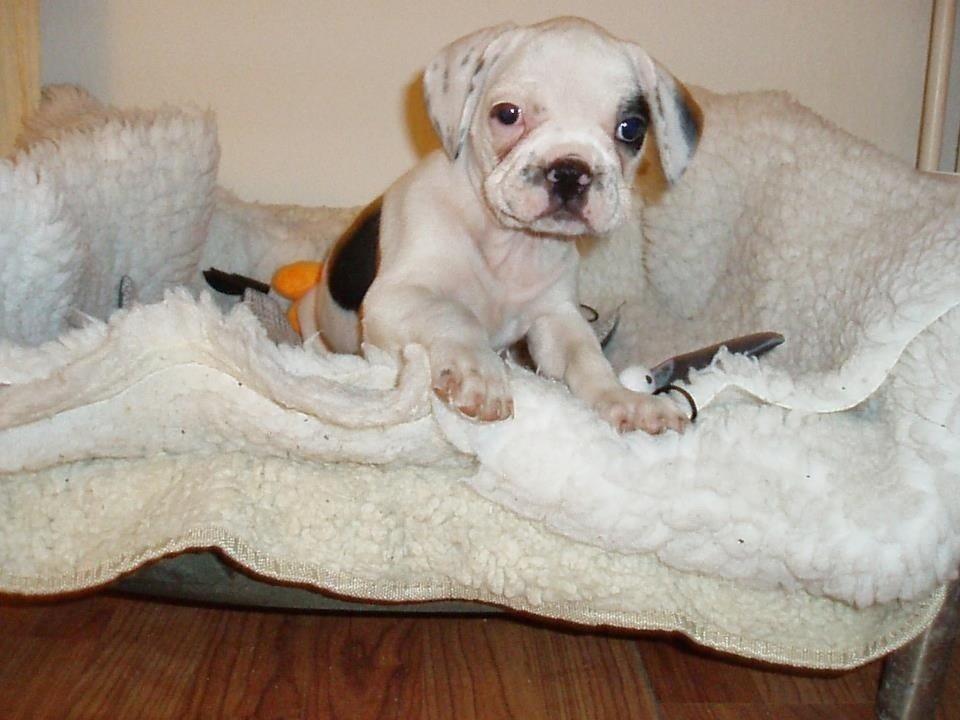 Fransk bulldog Hannibal billede 19