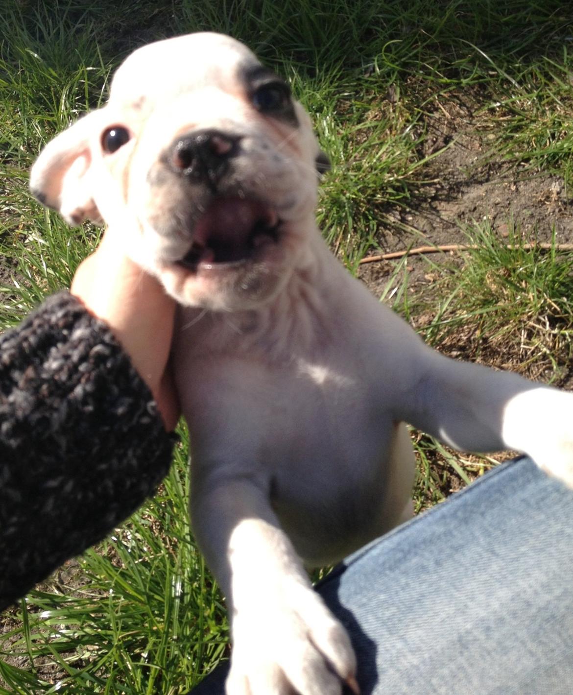 Fransk bulldog Hannibal billede 20