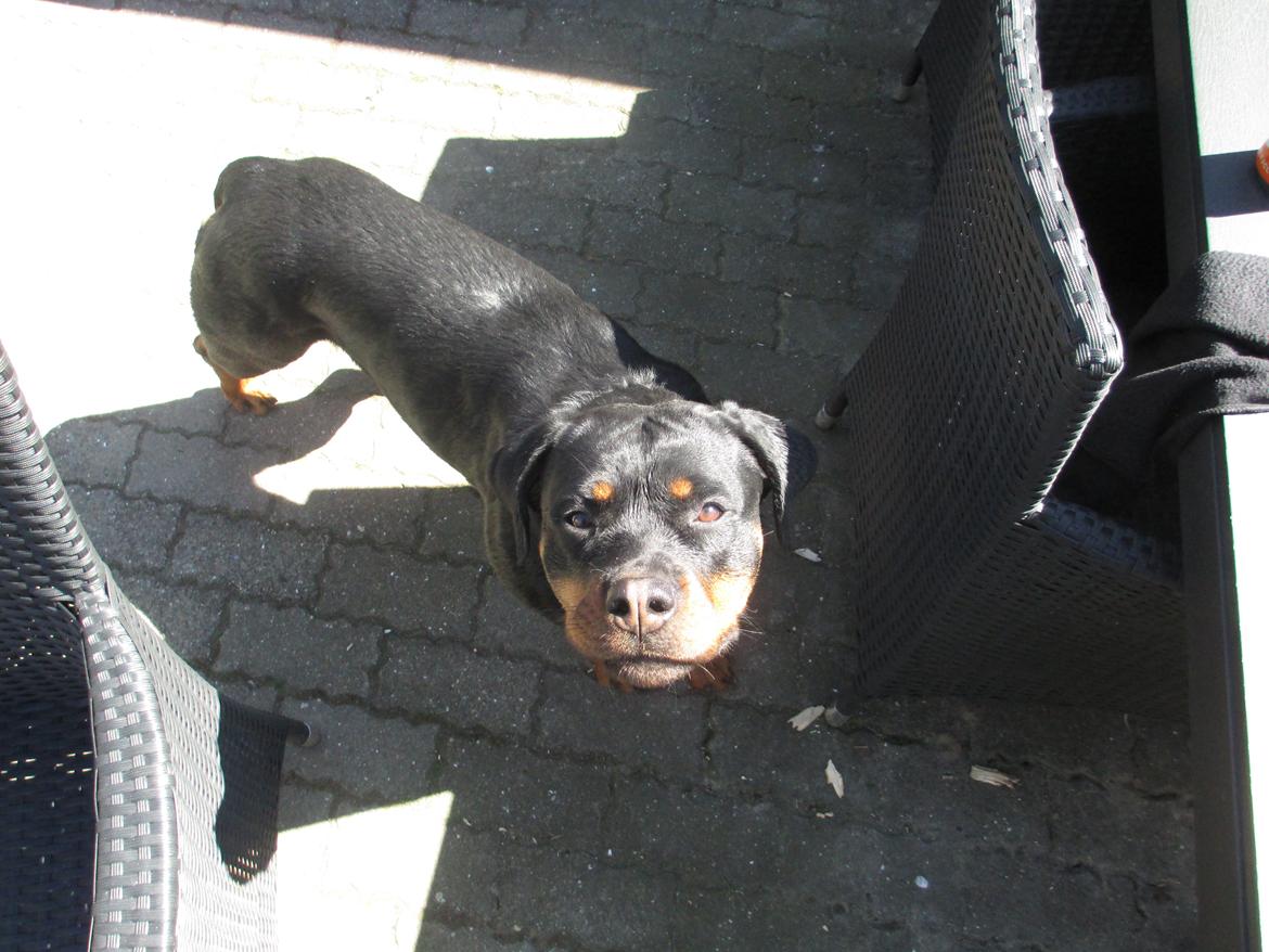 Rottweiler Vom Hause Wenorra Luna billede 13