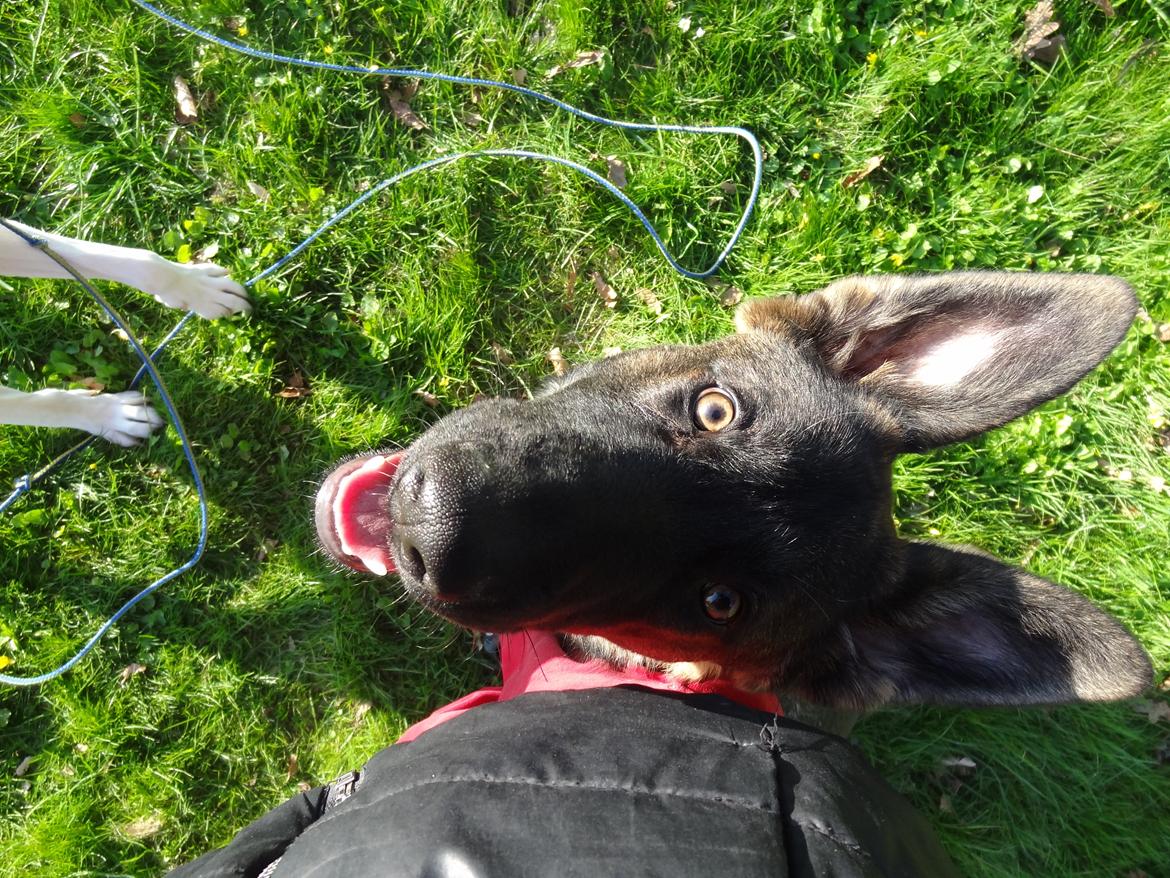 Schæferhund Hajens Laban (Jerome san) billede 3