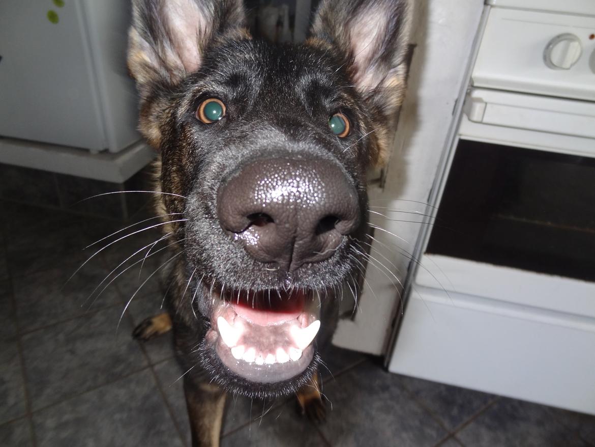 Schæferhund Hajens Laban (Jerome san) billede 4