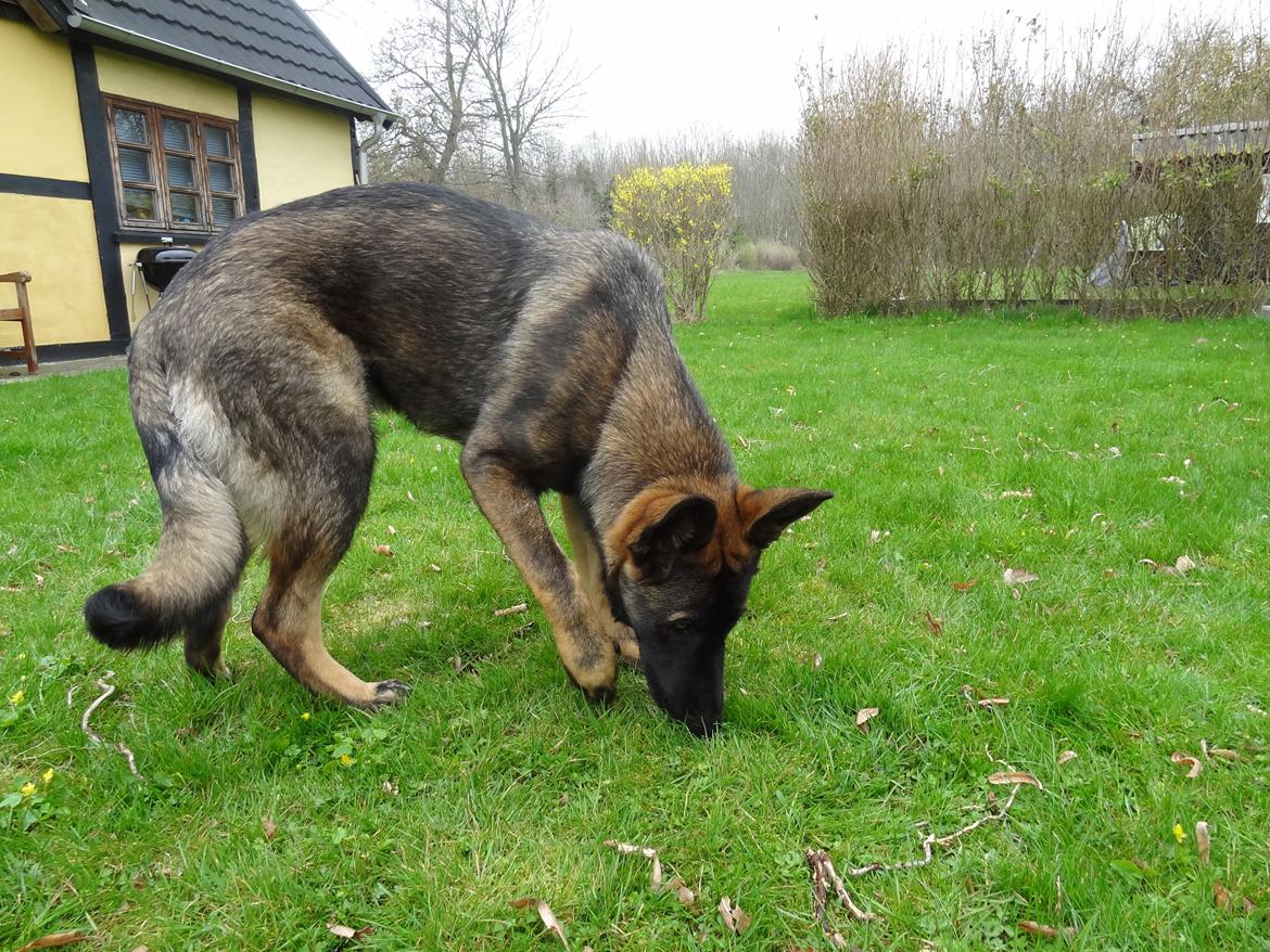 Schæferhund Hajens Laban (Jerome san) billede 2