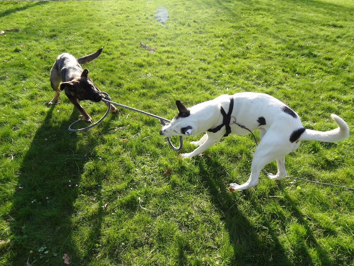 Schæferhund Hajens Laban (Jerome san) billede 5