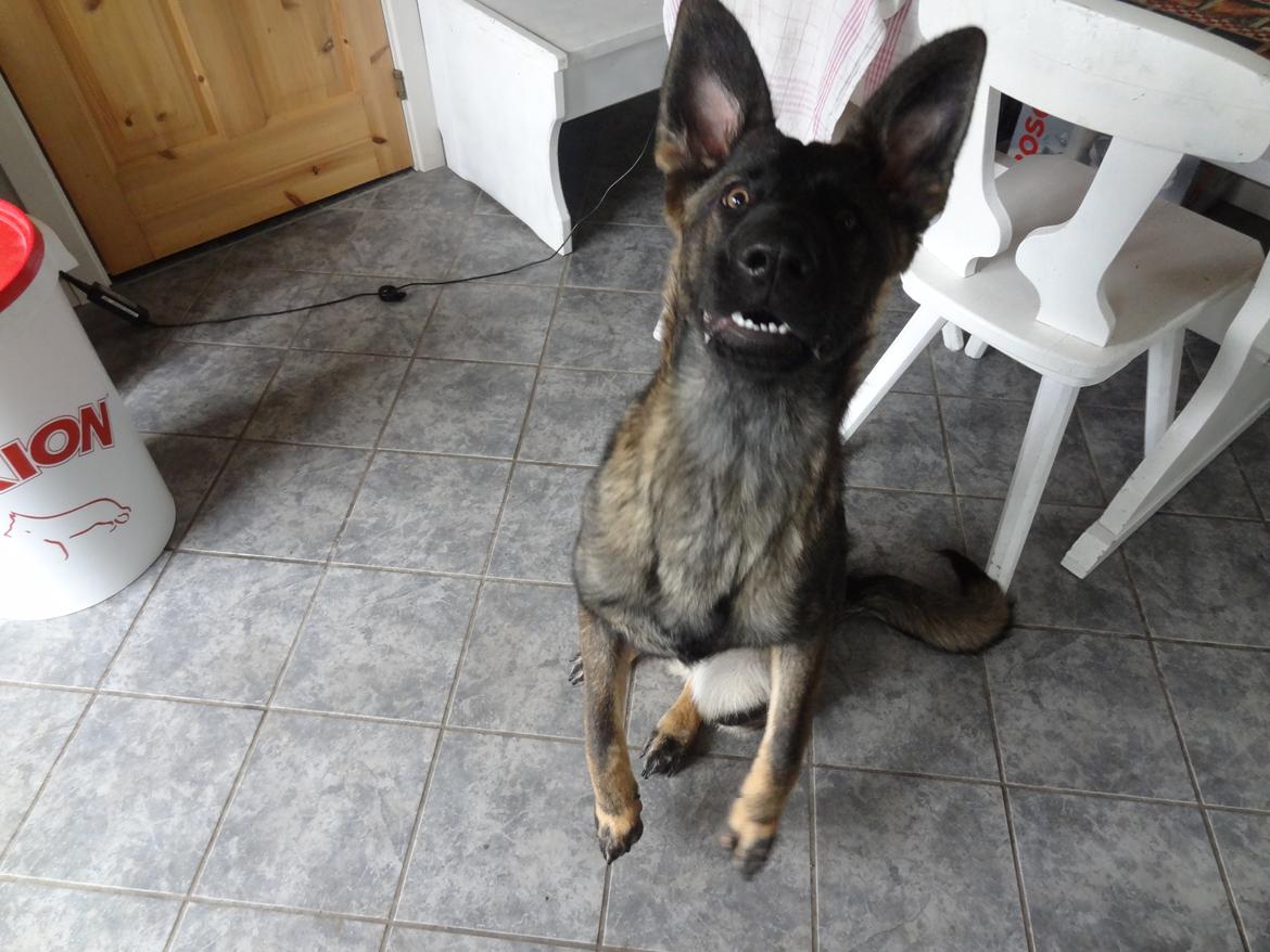 Schæferhund Hajens Laban (Jerome san) billede 6