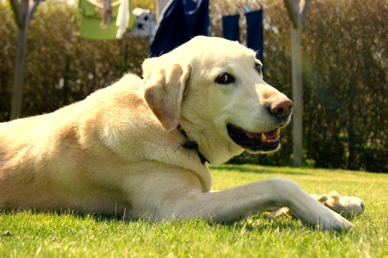 Labrador retriever Buster billede 1