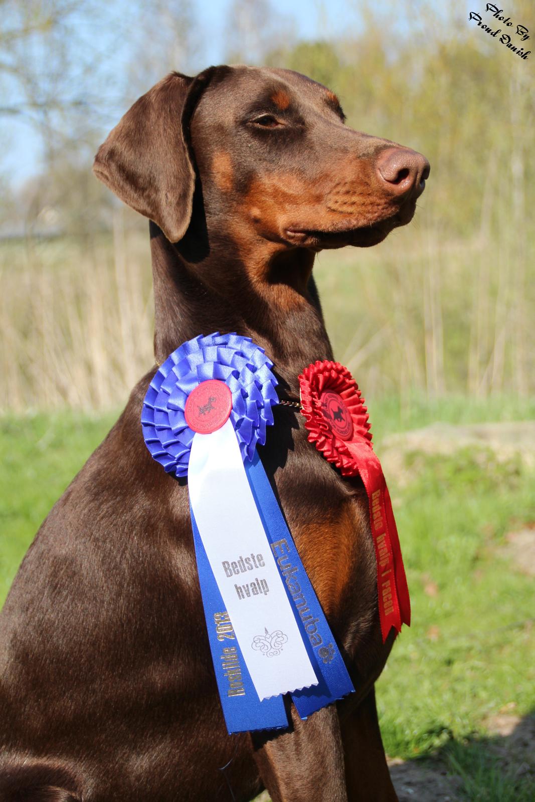 Dobermann DKKV13 AJW13 LUCH Proud Danish Flying Indian Girl - BIR Hvalp og BIS 2 af alle racer, 71 stk ialt billede 24