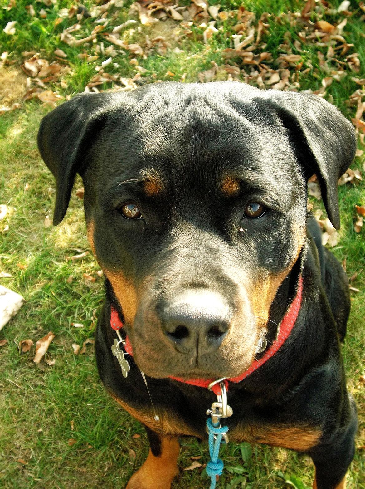 Rottweiler Gandi billede 1