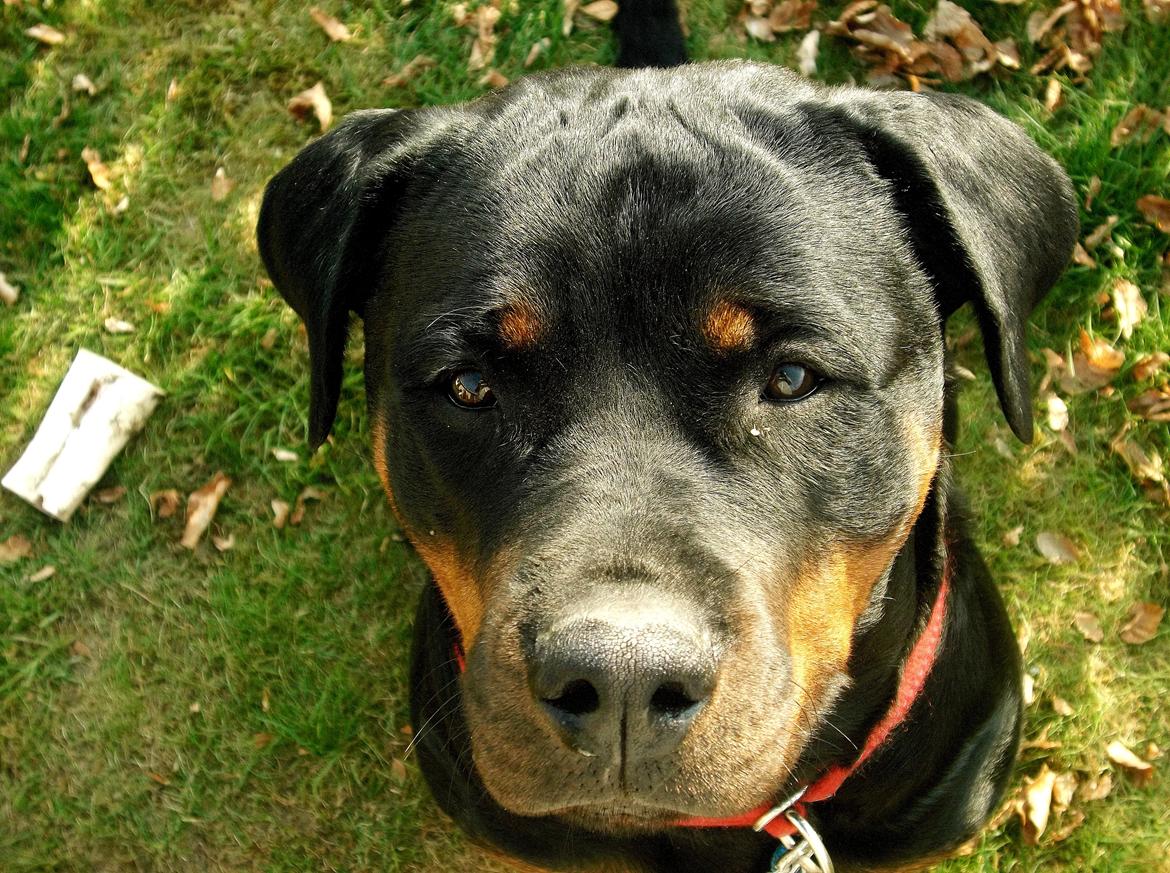 Rottweiler Gandi billede 2