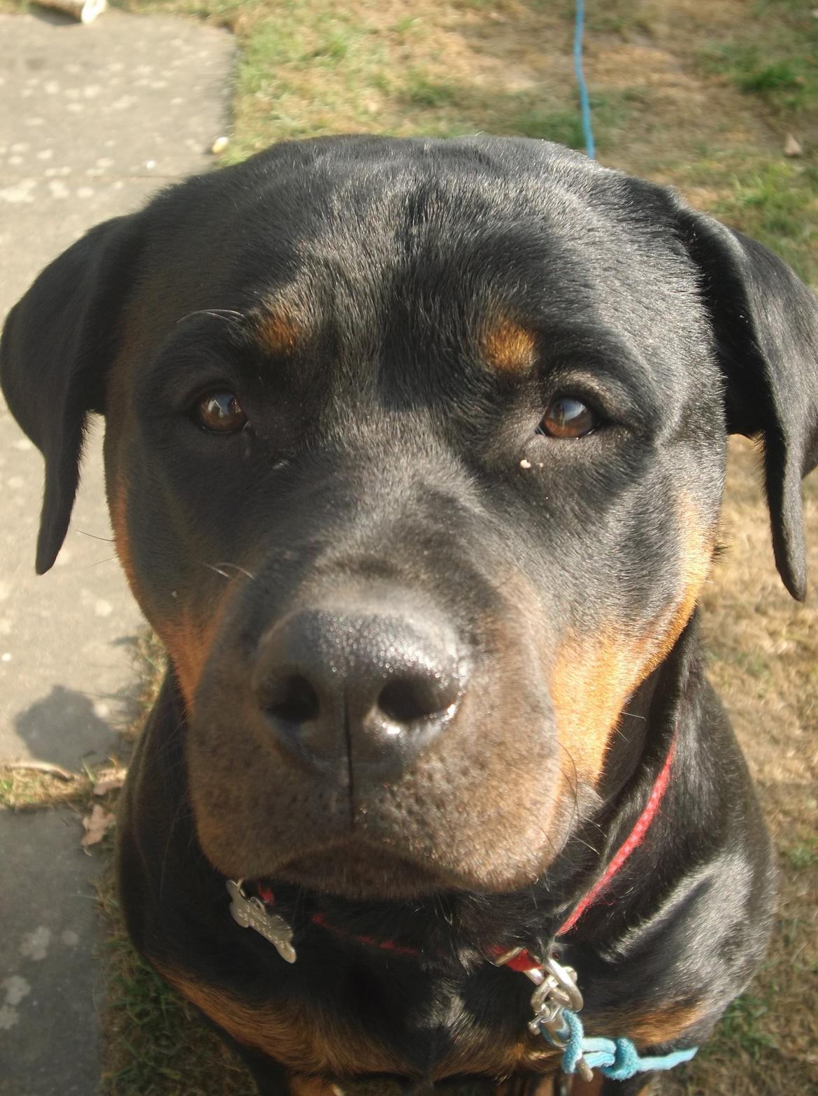 Rottweiler Gandi billede 3