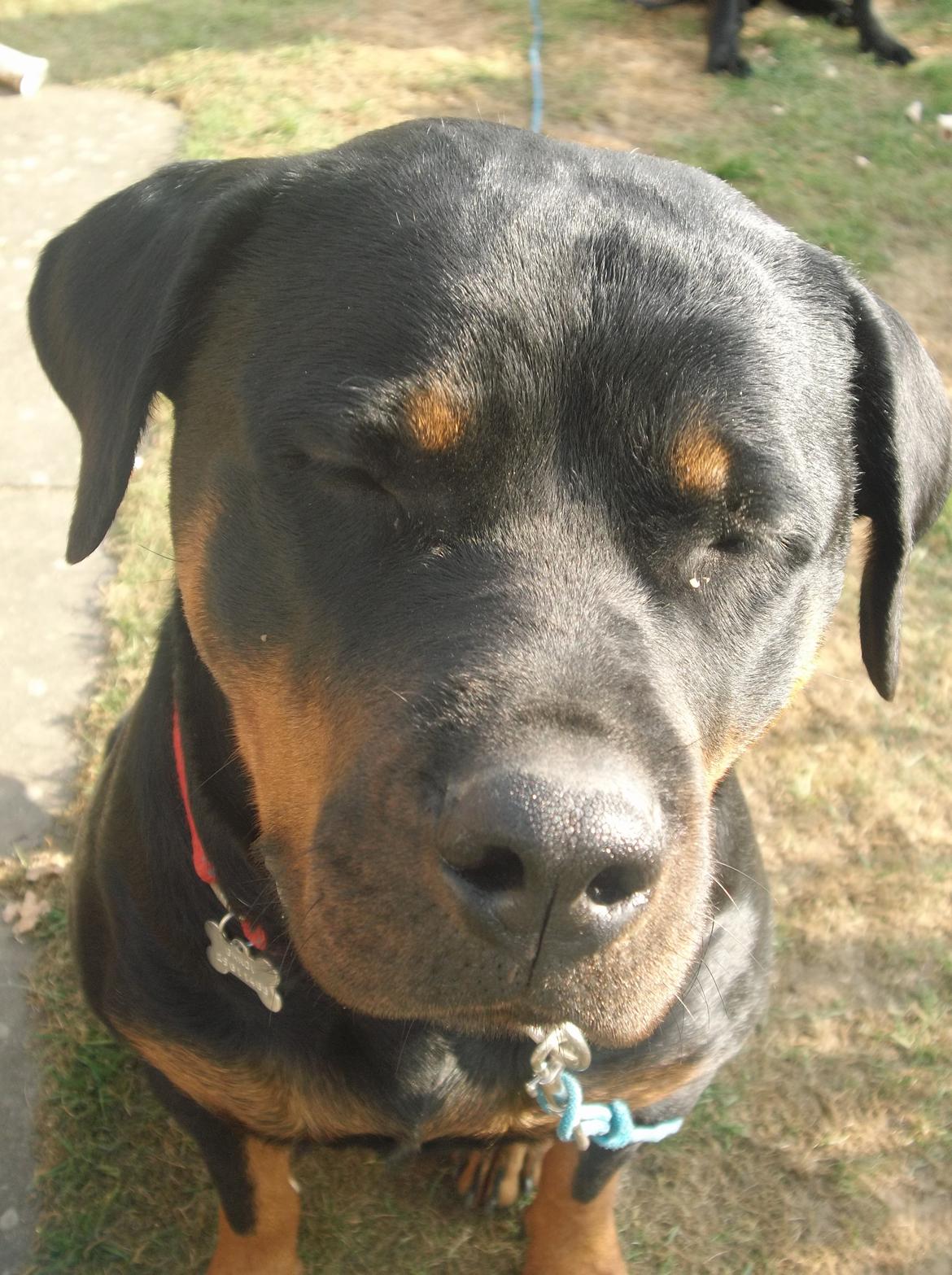 Rottweiler Gandi billede 4