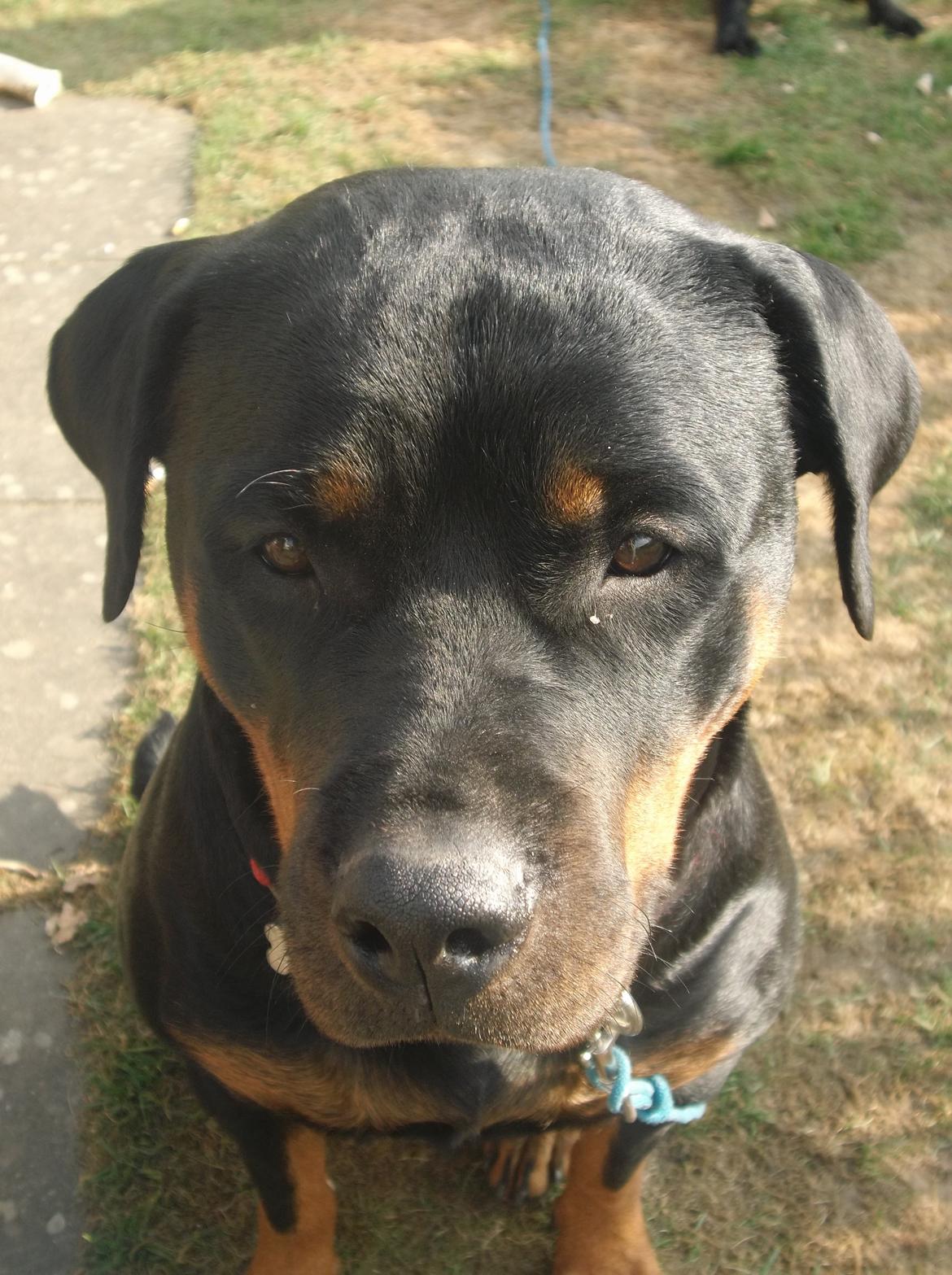 Rottweiler Gandi billede 5