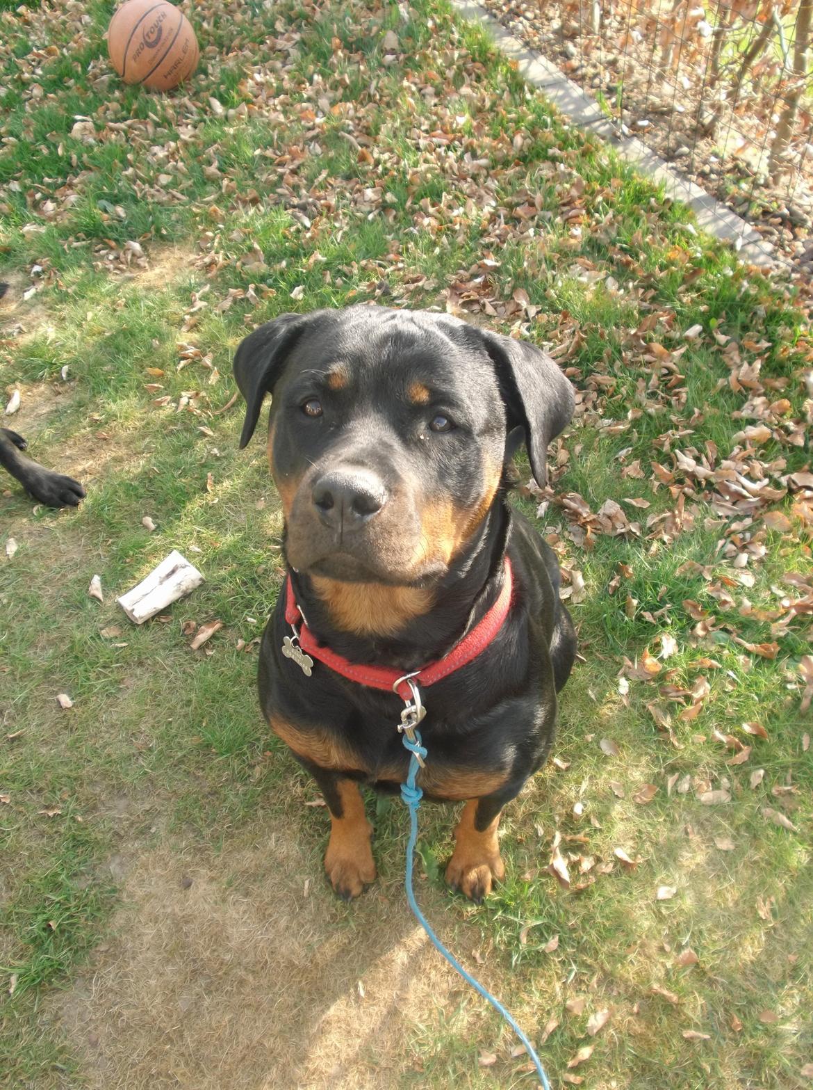 Rottweiler Gandi billede 6