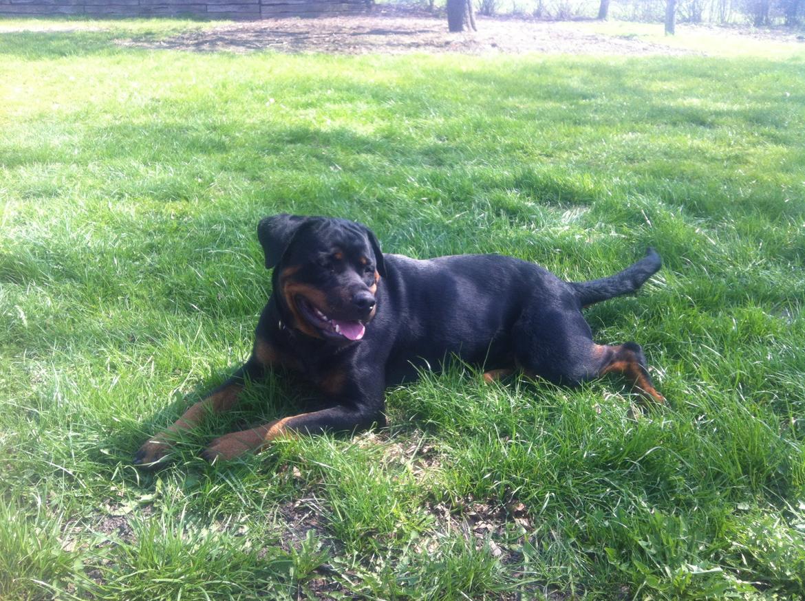 Rottweiler Gandi billede 7