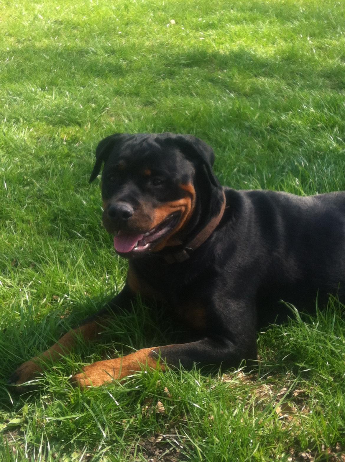 Rottweiler Gandi billede 8