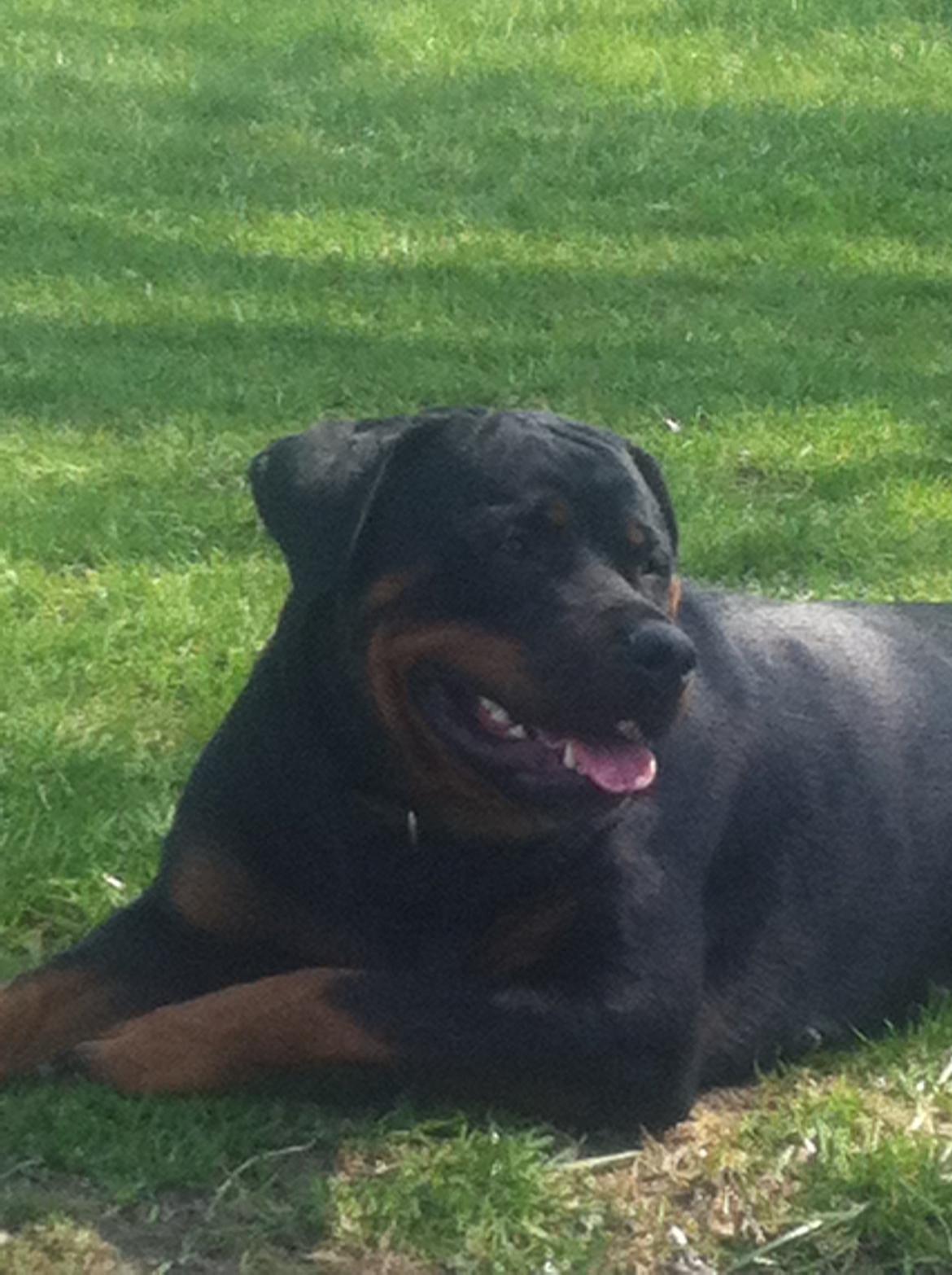 Rottweiler Gandi billede 9