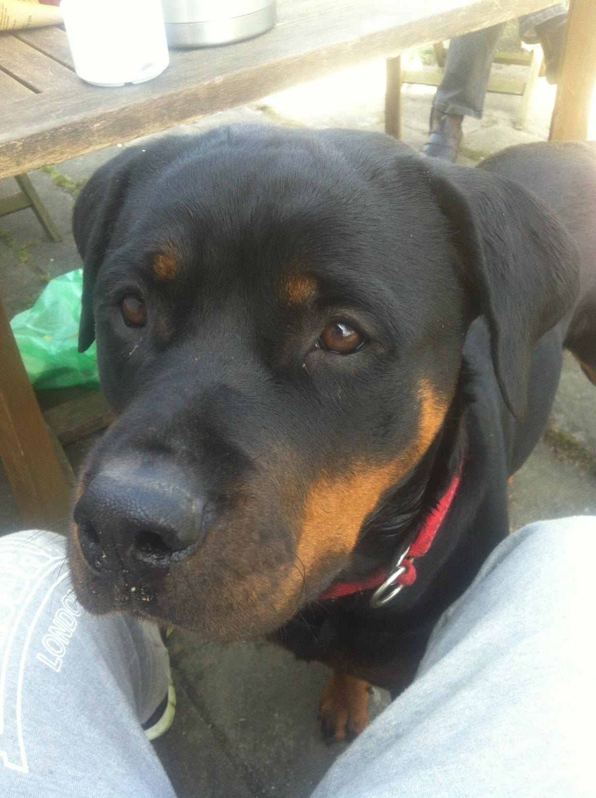 Rottweiler Gandi billede 10