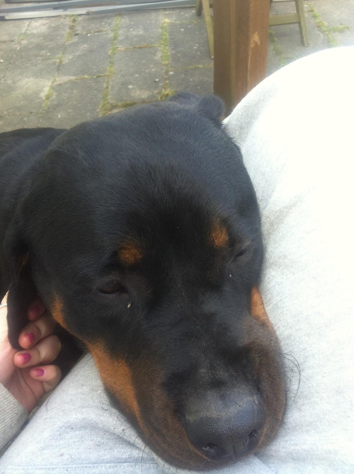 Rottweiler Gandi billede 11