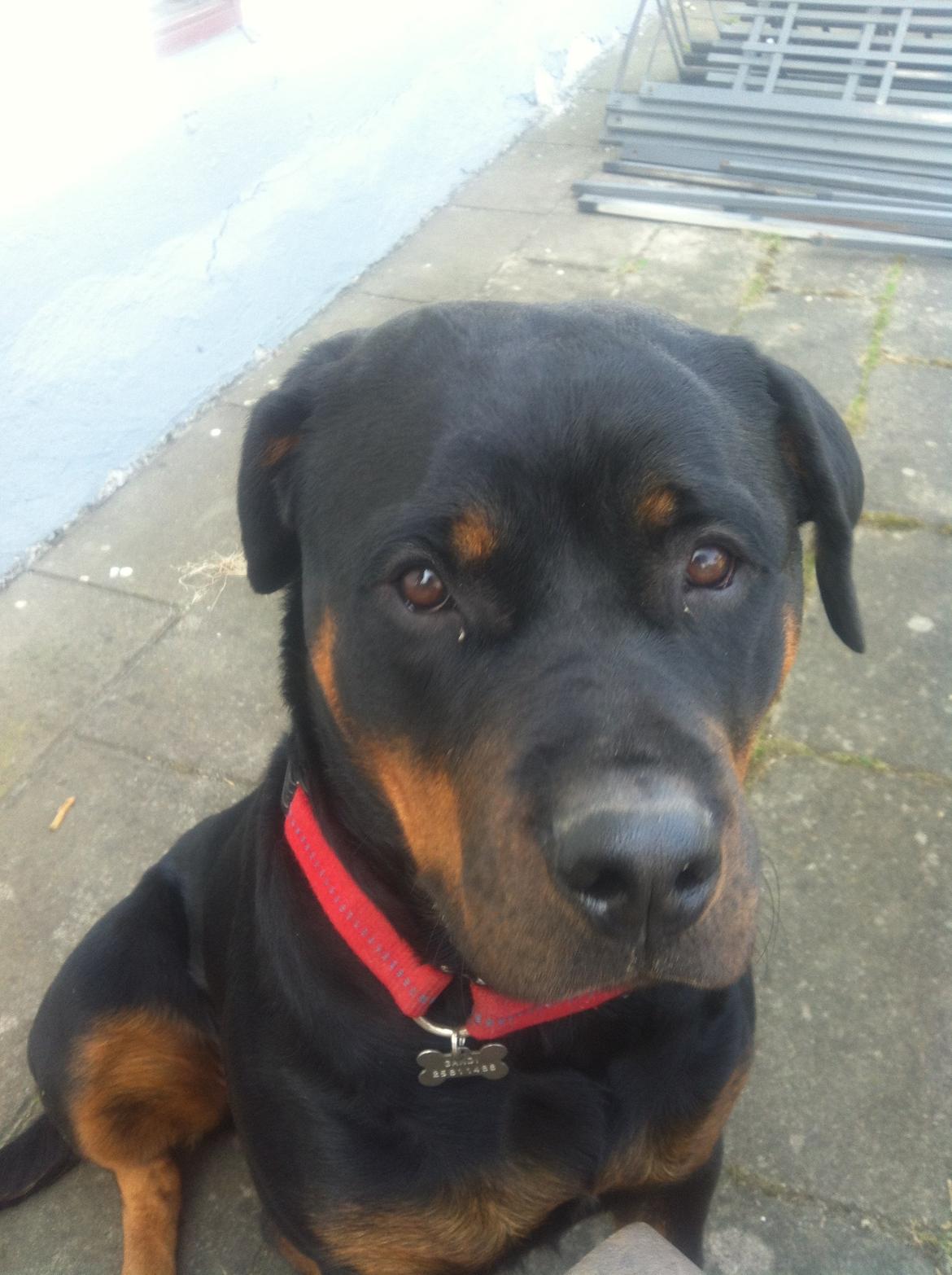 Rottweiler Gandi billede 12