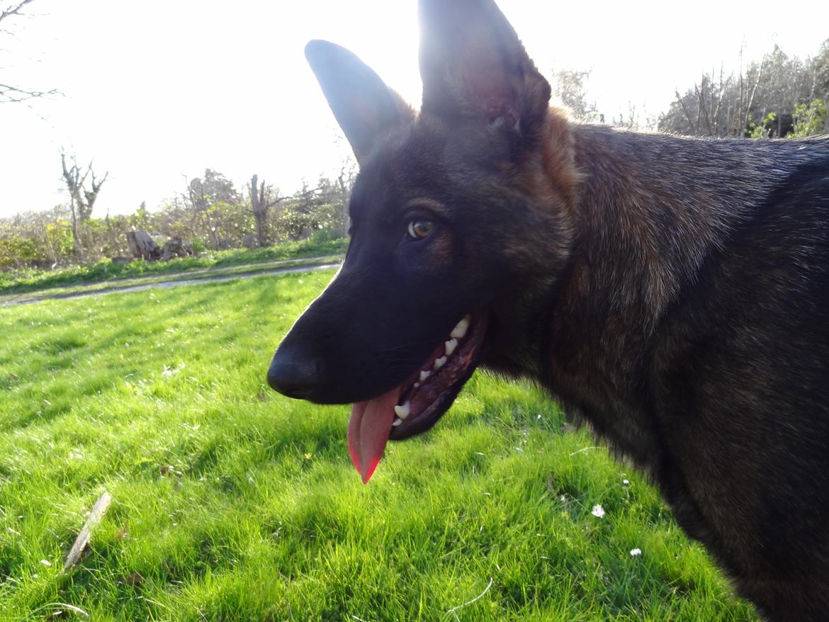 Schæferhund Hajens Laban (Jerome san) billede 1