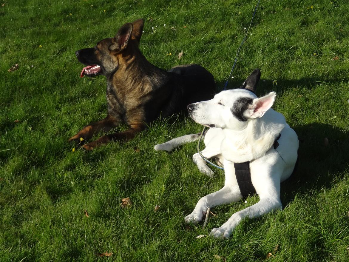 Schæferhund Hajens Laban (Jerome san) billede 9