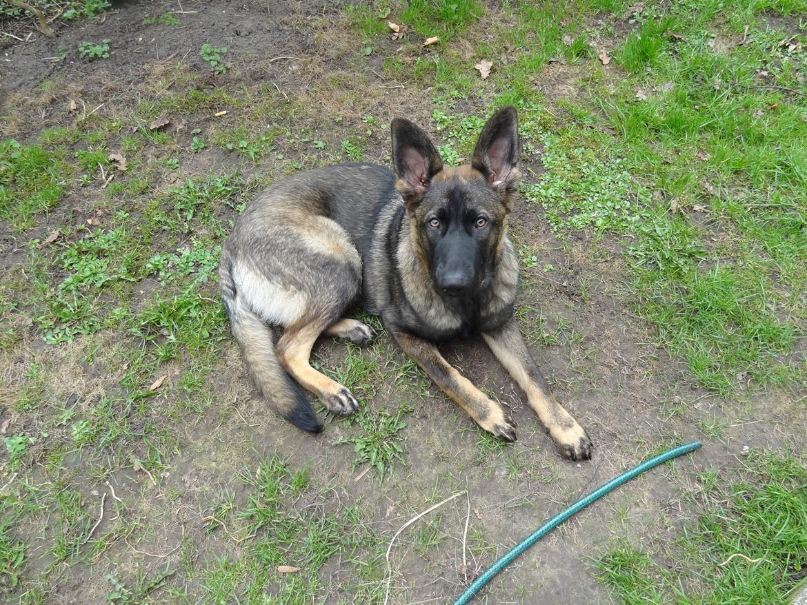 Schæferhund Hajens Laban (Jerome san) billede 10