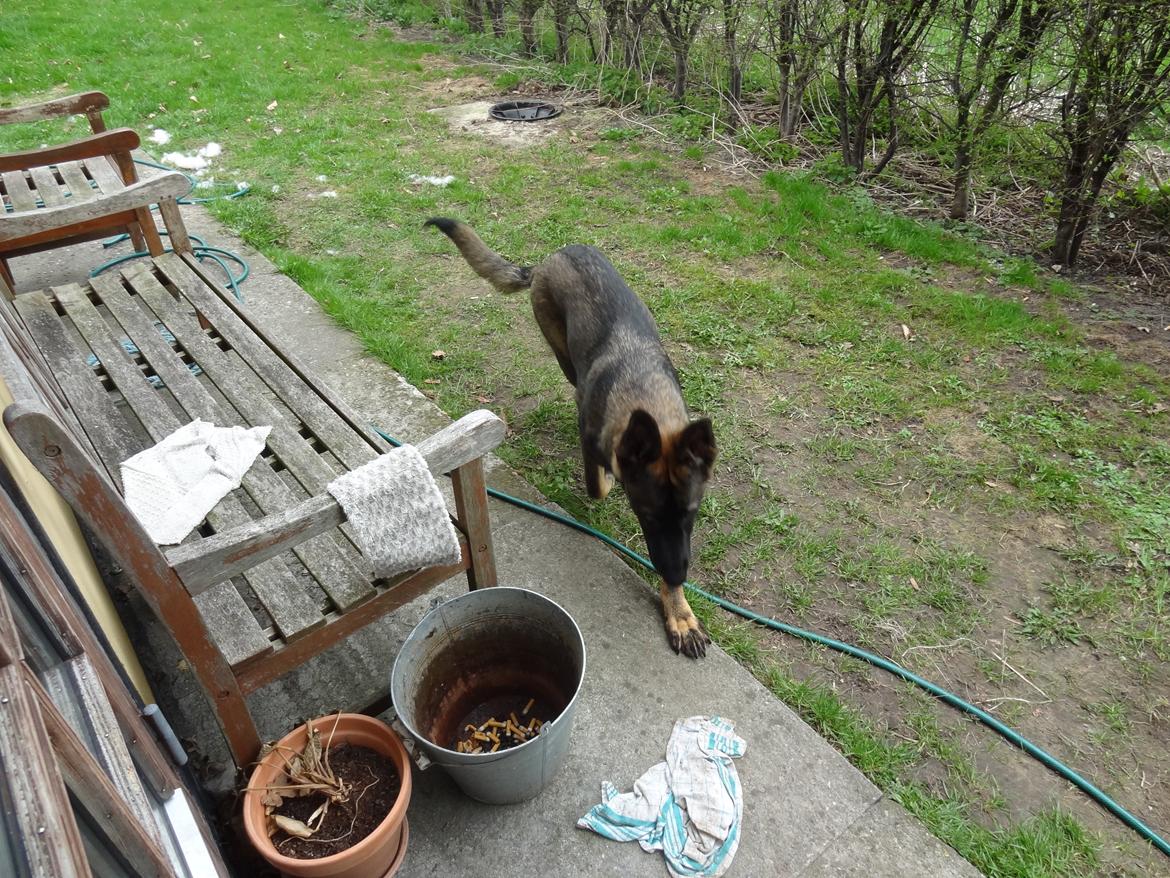 Schæferhund Hajens Laban (Jerome san) - Mammy kalder, så der guf! billede 11