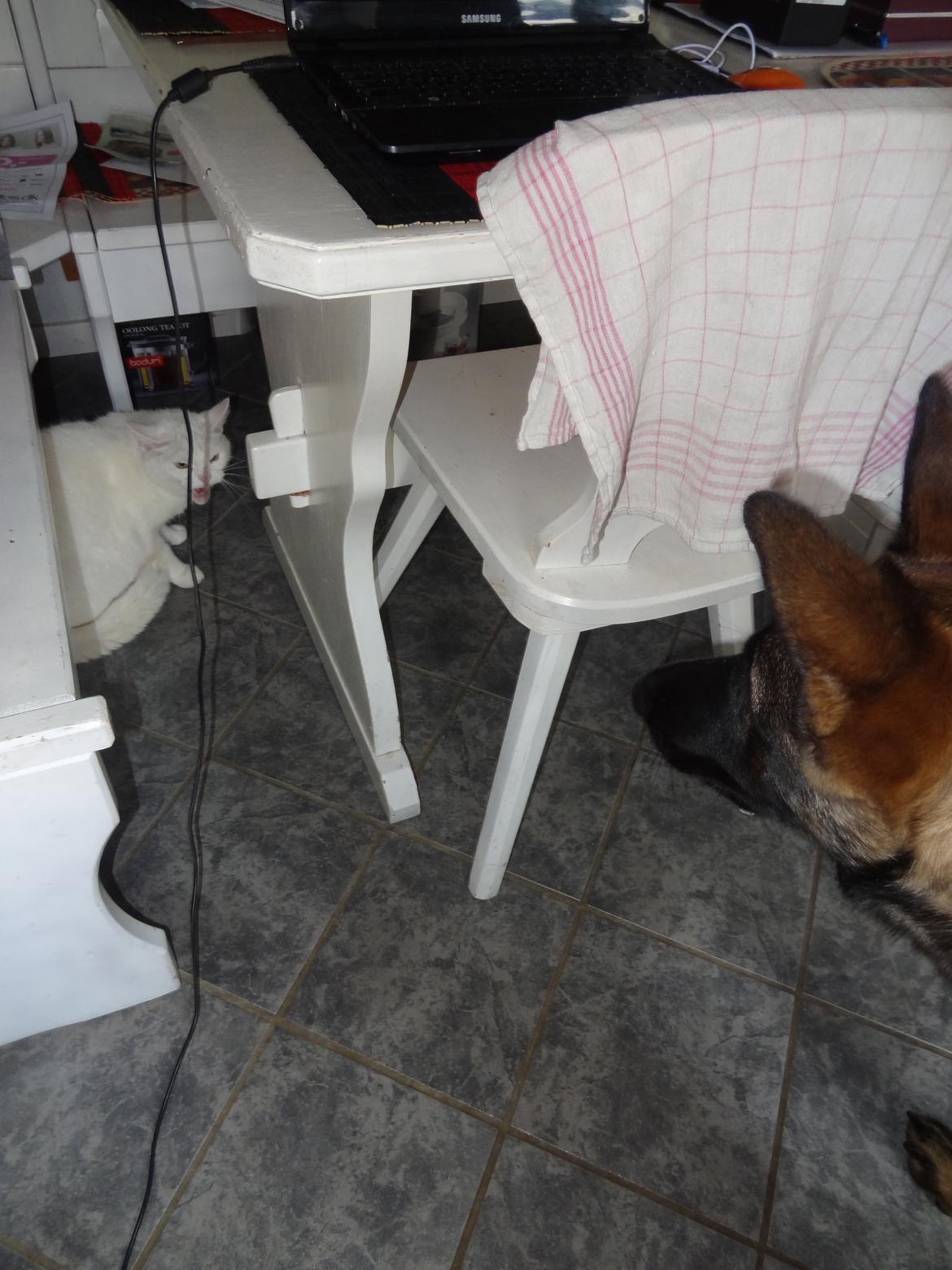 Schæferhund Hajens Laban (Jerome san) - Mor, hvorfor er missen så sur? vil jo bare nøsse lidt billede 12