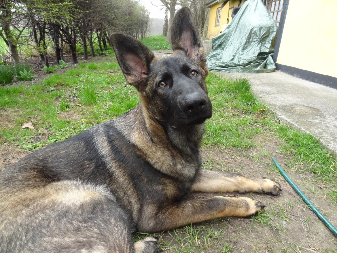 Schæferhund Hajens Laban (Jerome san) billede 13