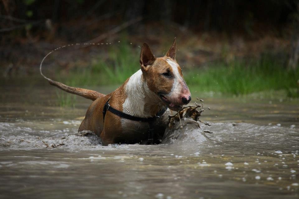 Bullterrier Dexter - NYT! 1. Maj 2013  billede 12