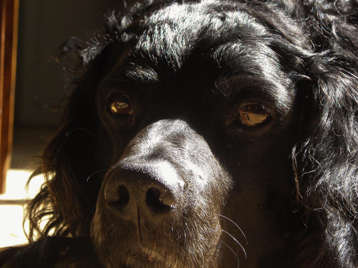 Breton Loke billede 25