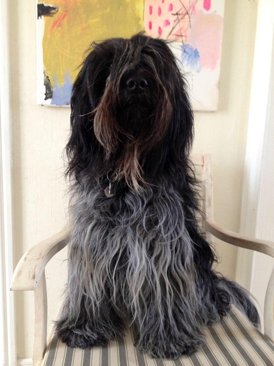 Schapendoes Charlie billede 4