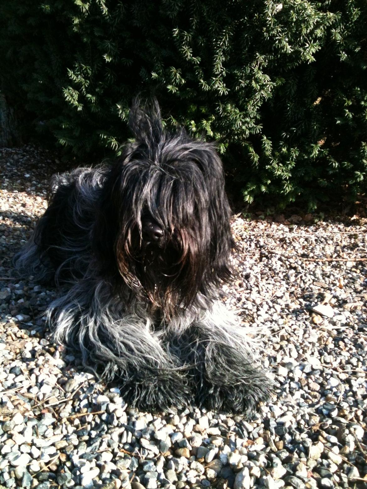 Schapendoes Charlie billede 5