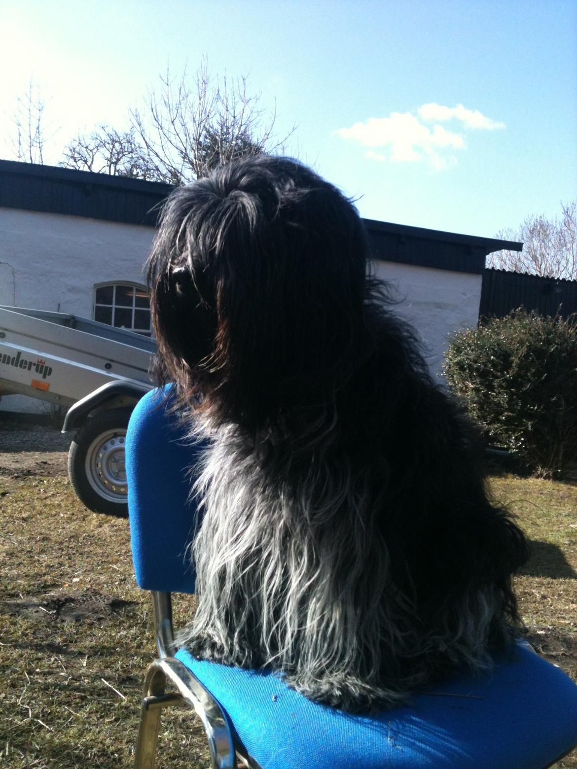 Schapendoes Charlie billede 6