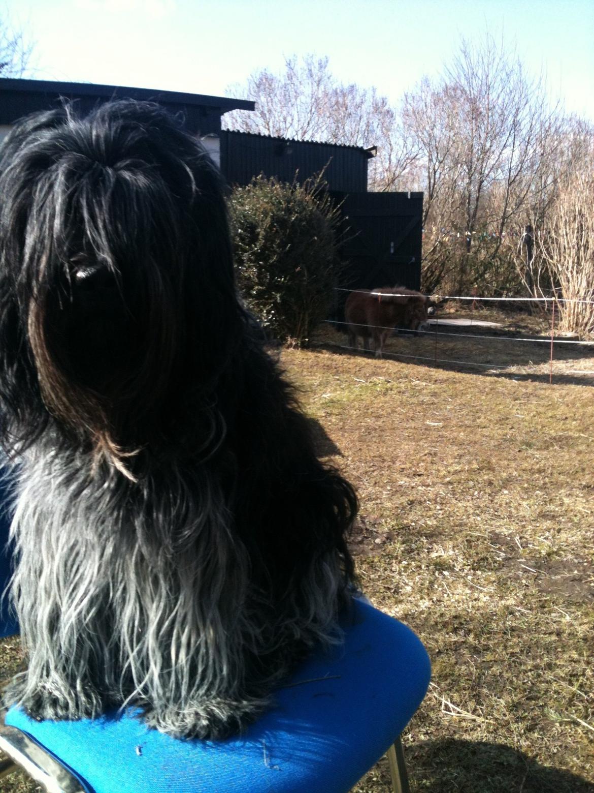 Schapendoes Charlie billede 7