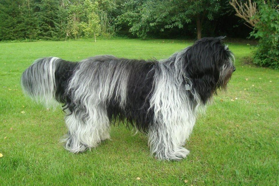 Schapendoes Charlie - Velkommen til Charlies profil! :-) billede 1