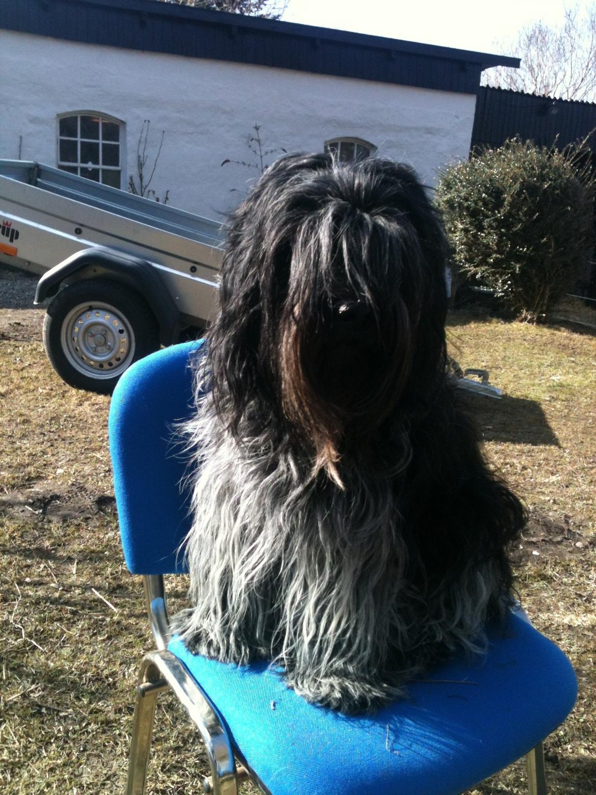 Schapendoes Charlie billede 8