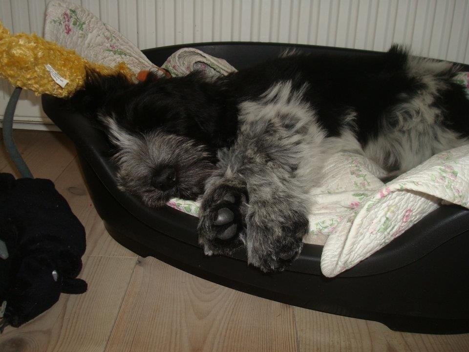 Schapendoes Charlie billede 2