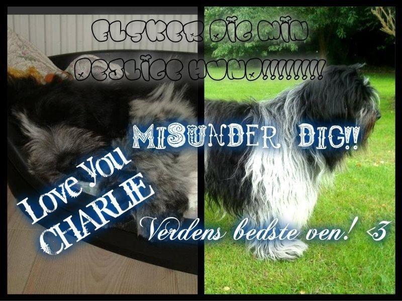Schapendoes Charlie billede 3