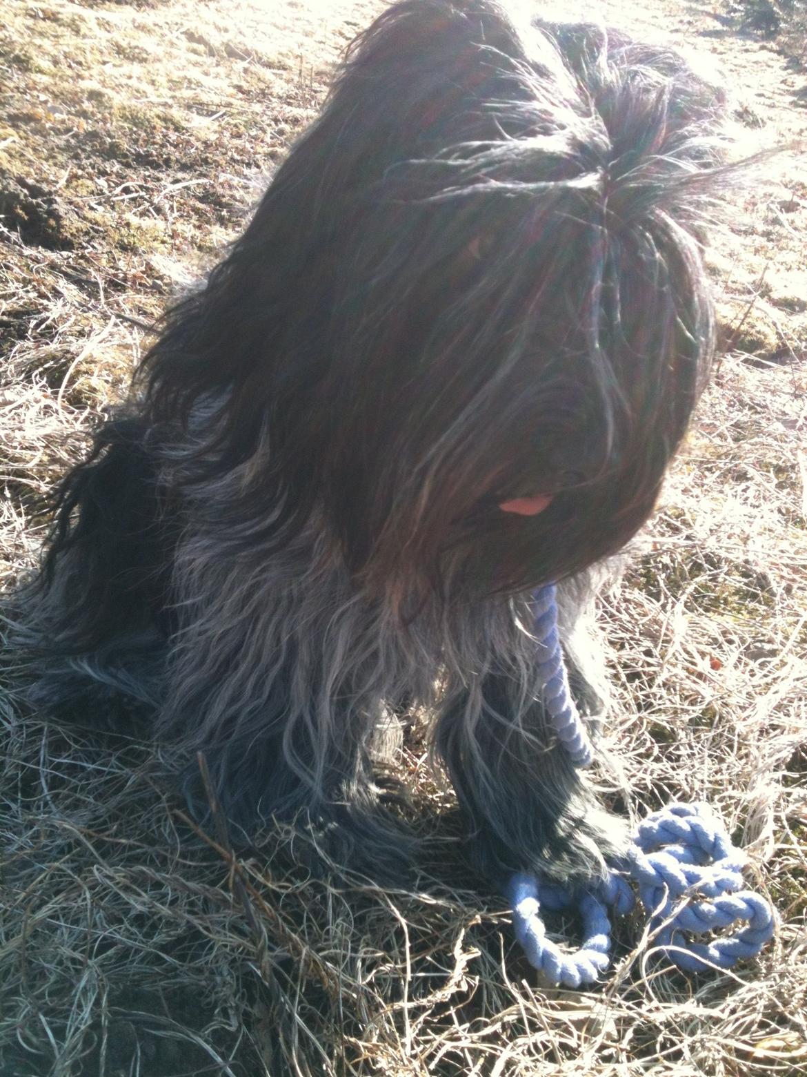 Schapendoes Charlie billede 9