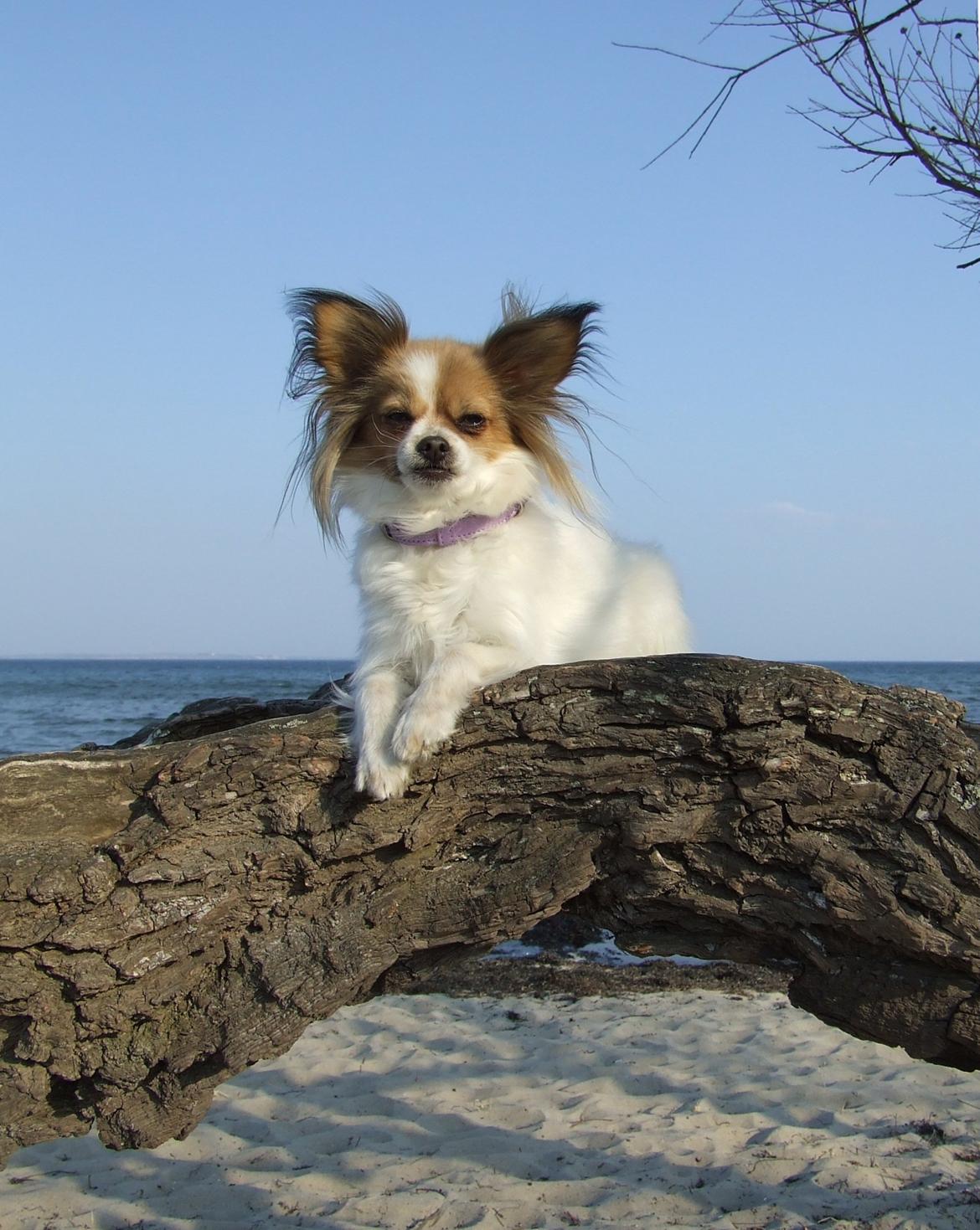 Blanding af racer Tali - Maj 2013 billede 3