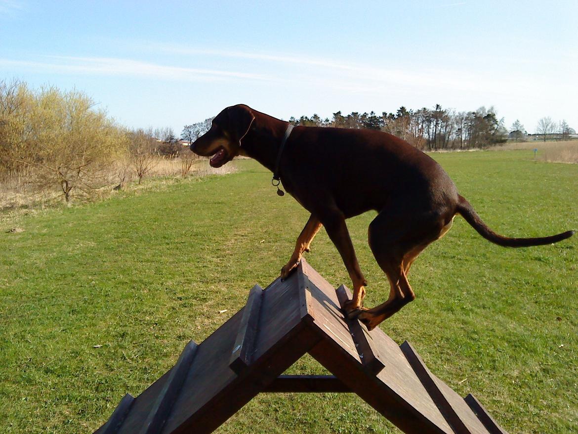 Blanding af racer Kenzo - Over... billede 17