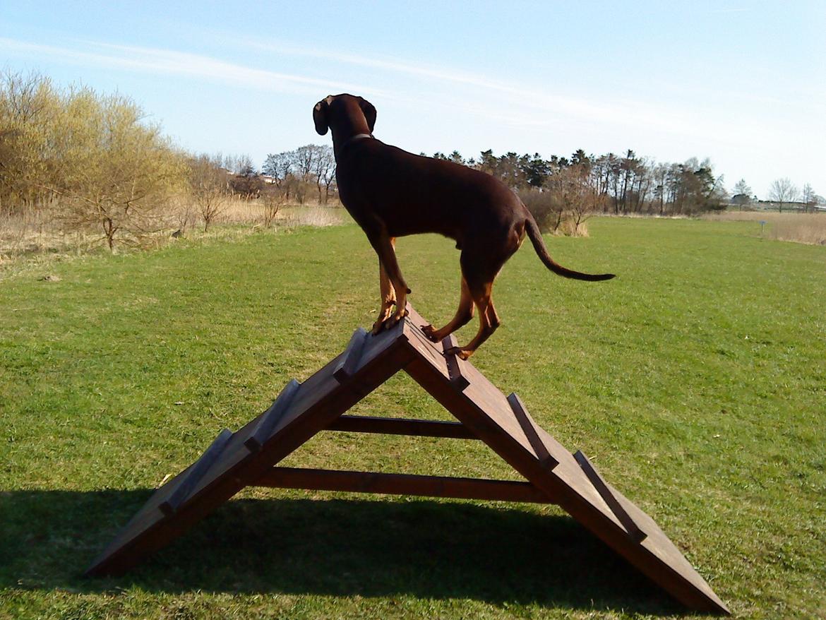 Blanding af racer Kenzo - Skal lige ha et bedre udsyn... billede 18