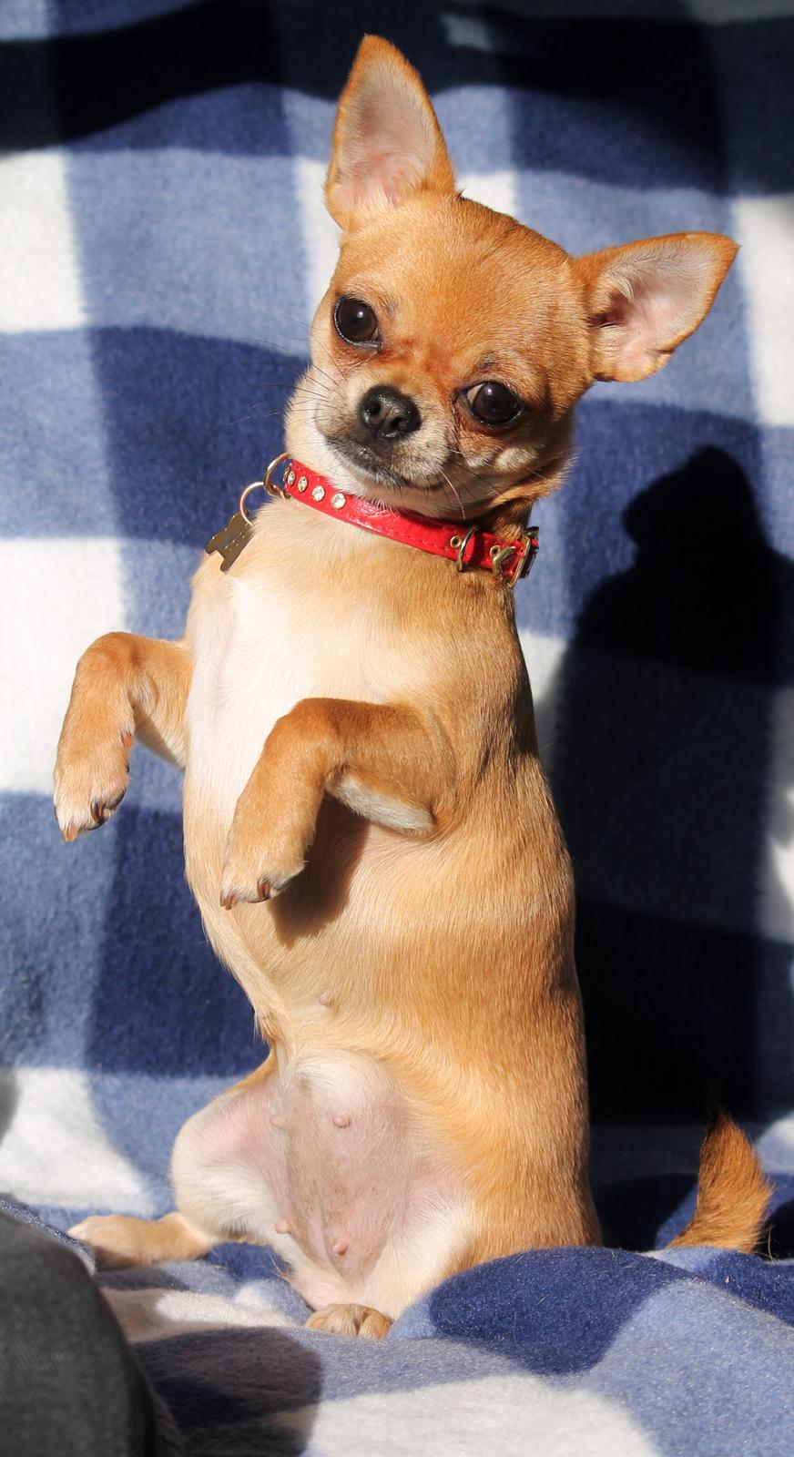 Chihuahua Chihuanas Flush of Hearts - Momo - "Sid pænt" :) Mit yndlings trick, hun er simpelthen for nuttet :D 13/3 2013 billede 37