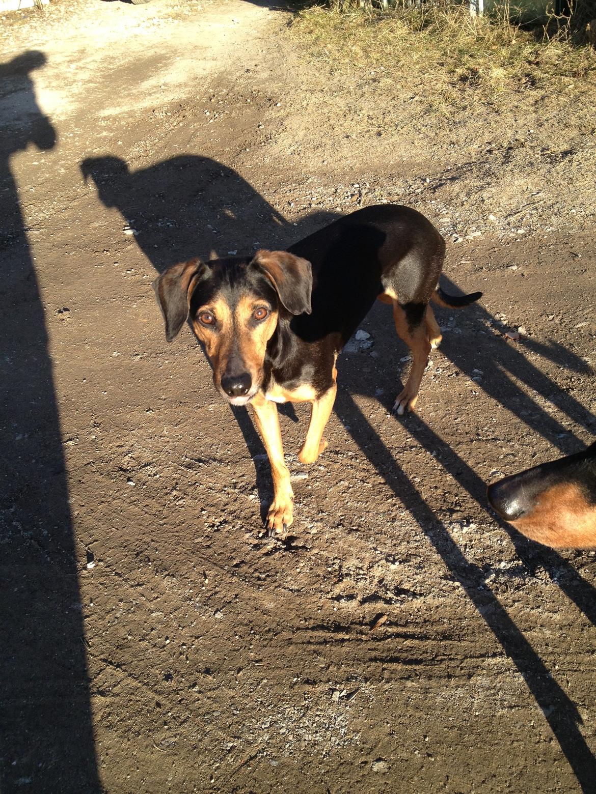 Blanding af racer Chili billede 11