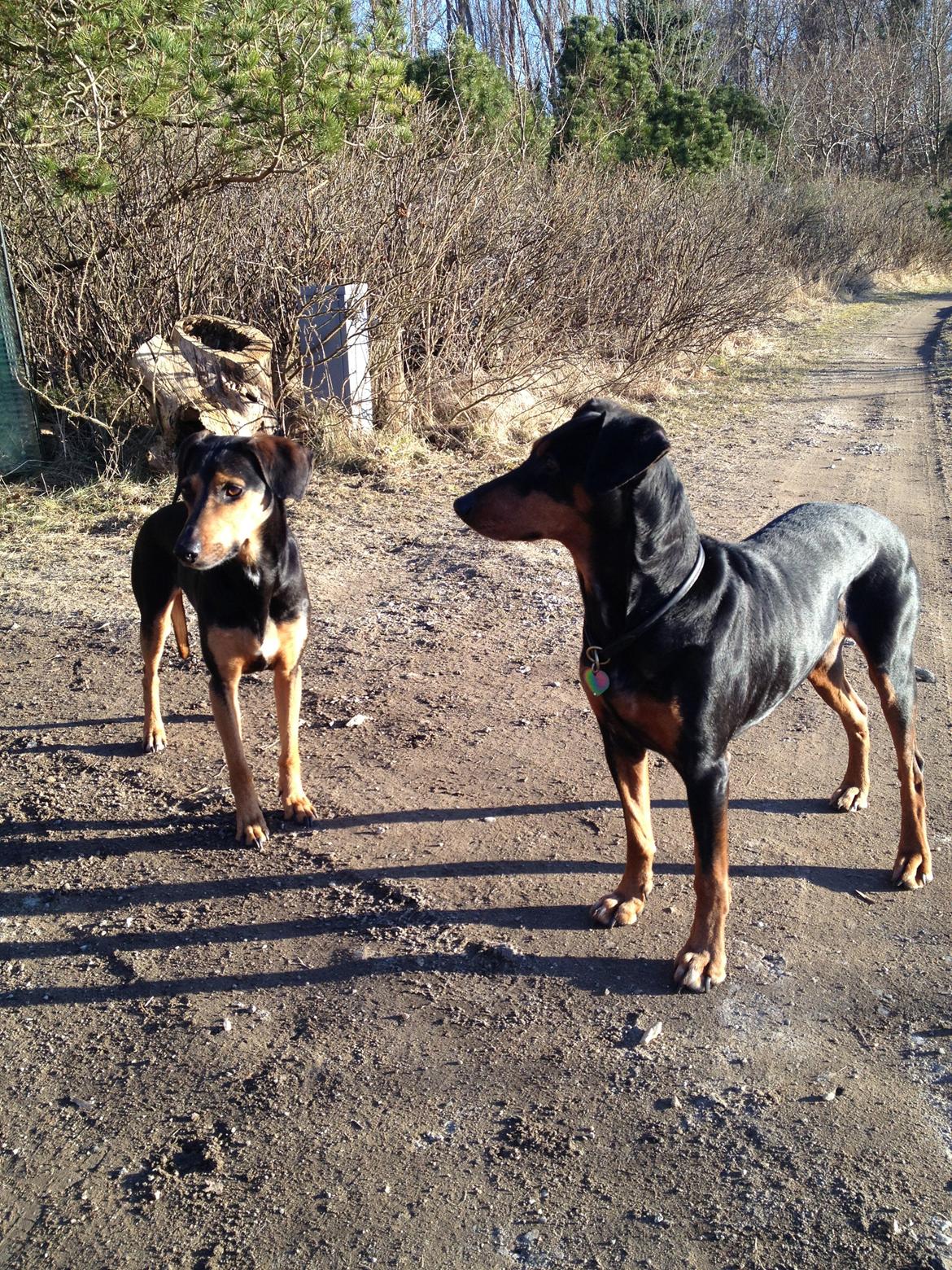 Blanding af racer Chili billede 13