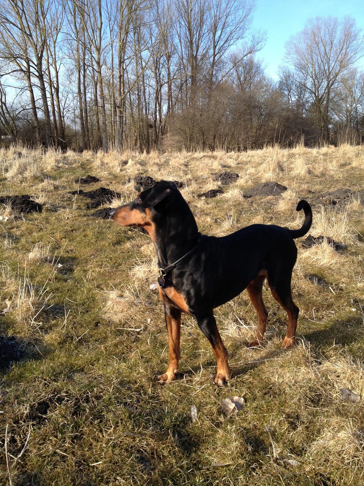 Mellempinscher Kofi billede 11