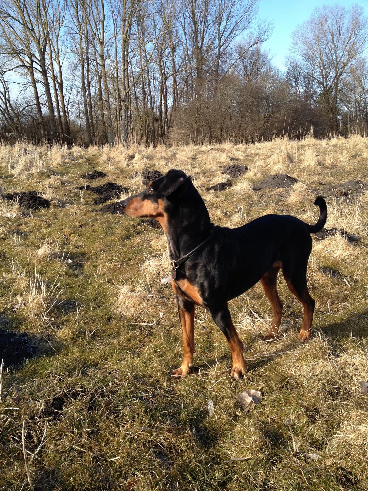 Mellempinscher Kofi billede 12