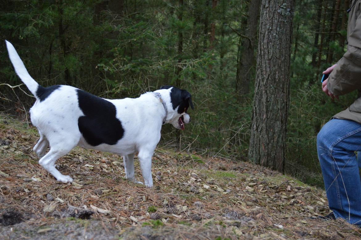 Dansk svensk gaardhund Frida billede 12