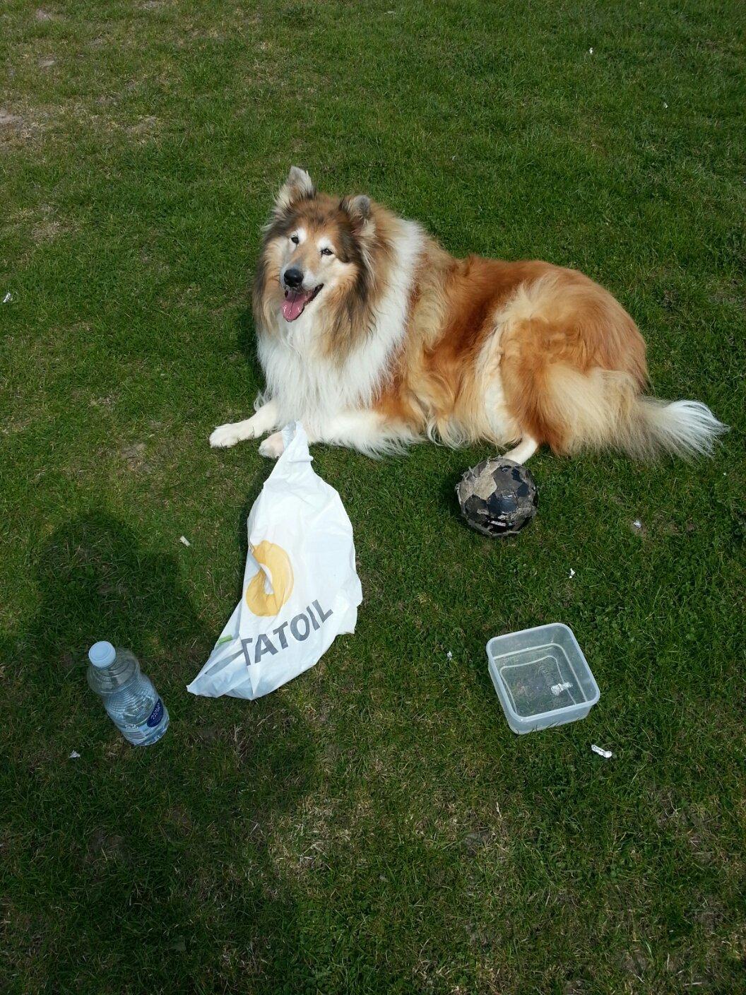 Collie langhåret Blanca - Det er sommer, det er sol og det er søndag (: sammen med far når mor er arbejde.  billede 12